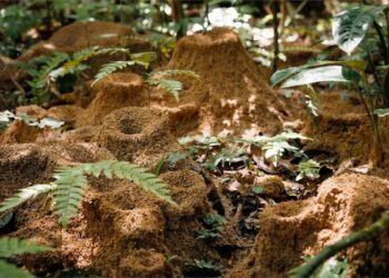 Belo Monte e Belo Sun rompem com tripé da sustentabilidade