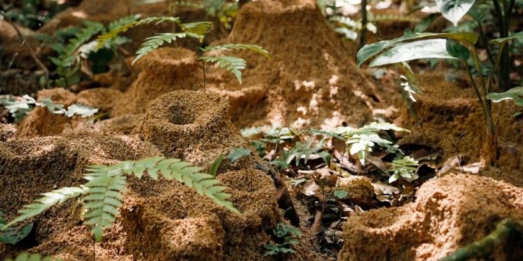 Belo Monte e Belo Sun rompem com tripé da sustentabilidade