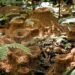 Belo Monte e Belo Sun rompem com tripé da sustentabilidade