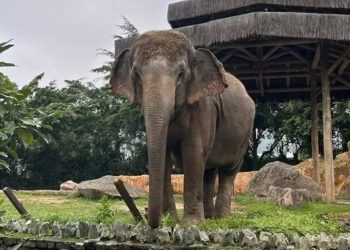 Elefanta Baby deixa Beto Carrero para santuário