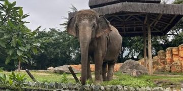 Elefanta Baby deixa Beto Carrero para santuário